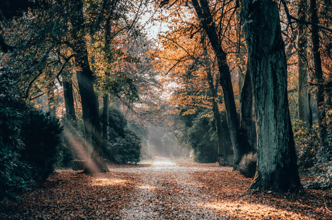 A serene autumn path, lined with tall trees in warm hues of orange and red. Sunlight filters softly through the leaves, creating a tranquil atmosphere.