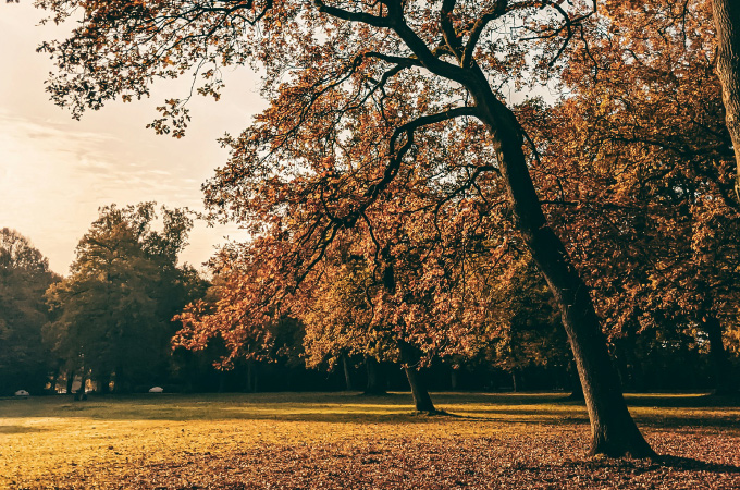 Autumn park scene with sunlight filtering through colorful orange and red leaves on tall trees.